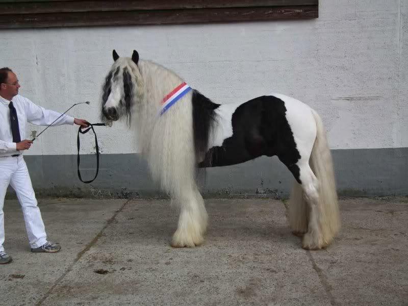 TER DEKKING-Irish Cob / Tinker Sterhengst Tolkien 